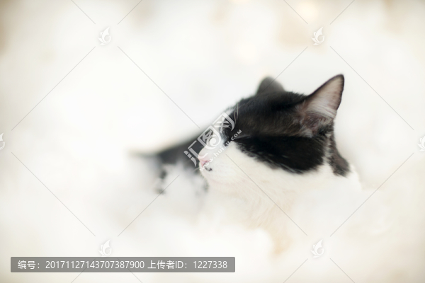 貓咪