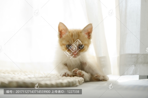 貓咪