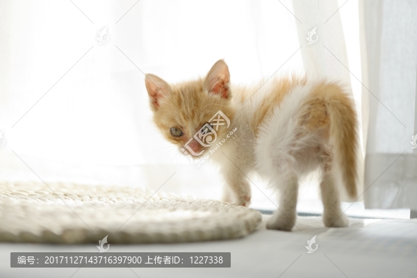 貓咪