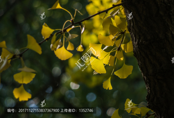 銀杏