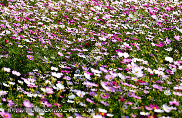 波斯菊,菊花花海