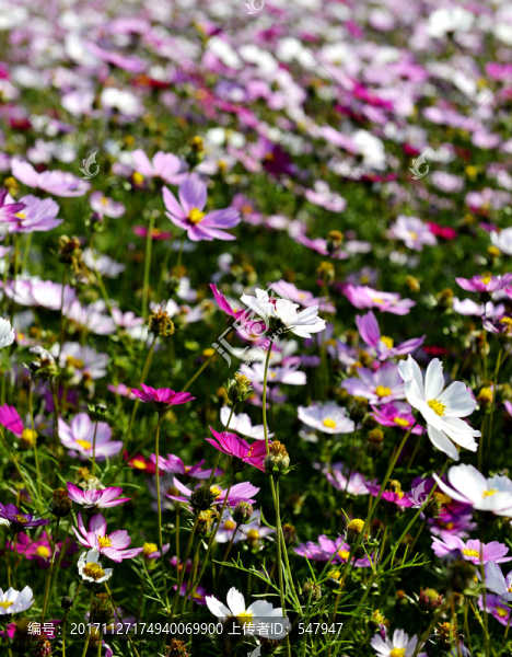 波斯菊,菊花花海