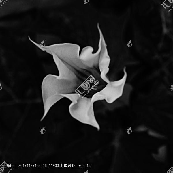 曼陀羅花