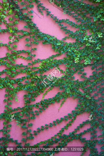 綠植背景
