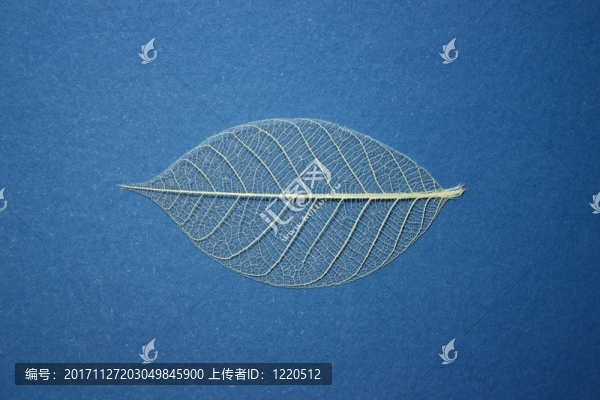 雜志骨干