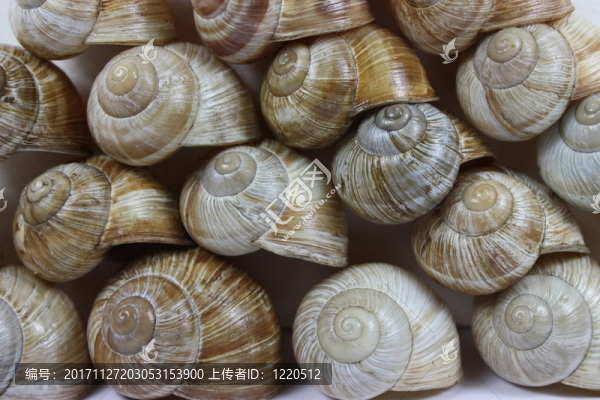 蝸牛