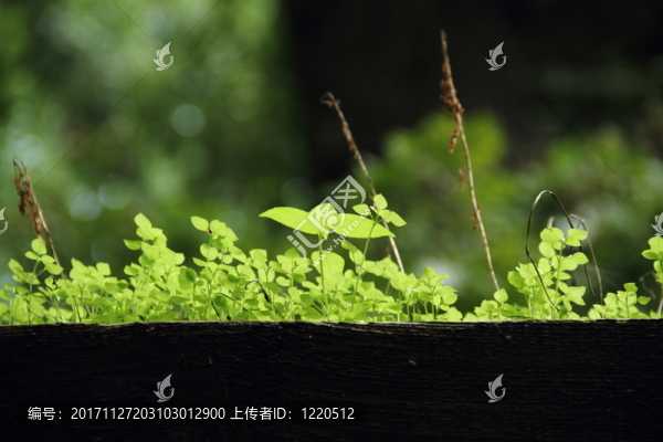 年輕的綠色