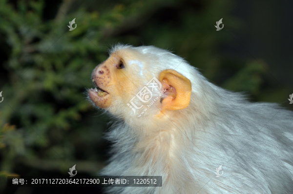 動(dòng)物