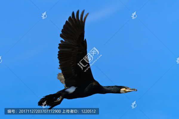 鳥