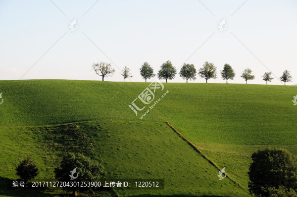 樹