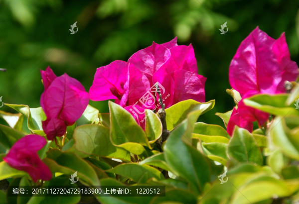索尼DSC