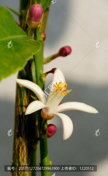 花園