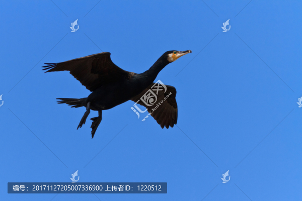 鳥