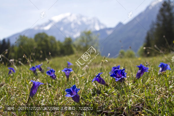 龍膽花