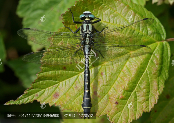 普通的雞尾酒,-,,[gomphus,vulgatissimus]