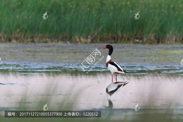 野生的