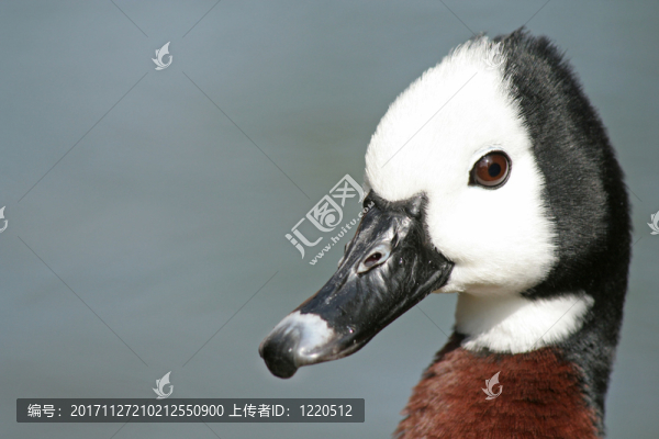 動(dòng)物