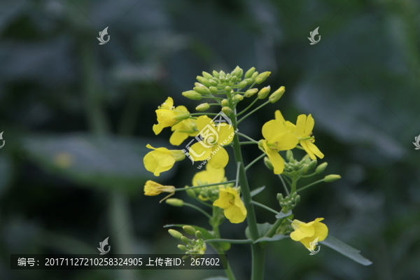 油菜花