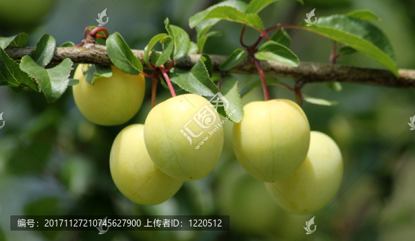 蘋(píng)果