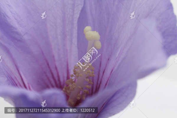 槿