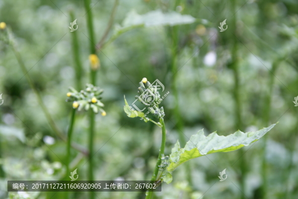 小花