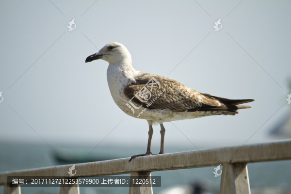 緊密的