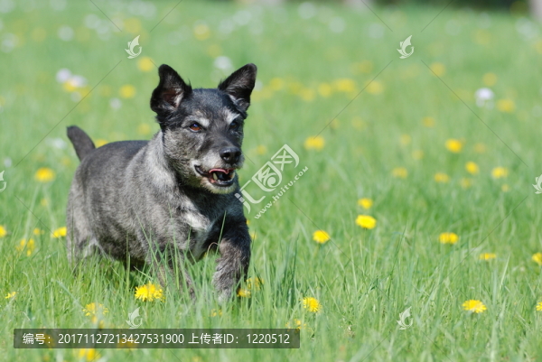 孵化
