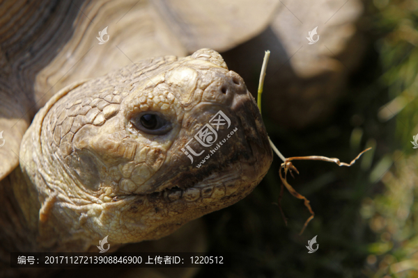 spornschildkr科特