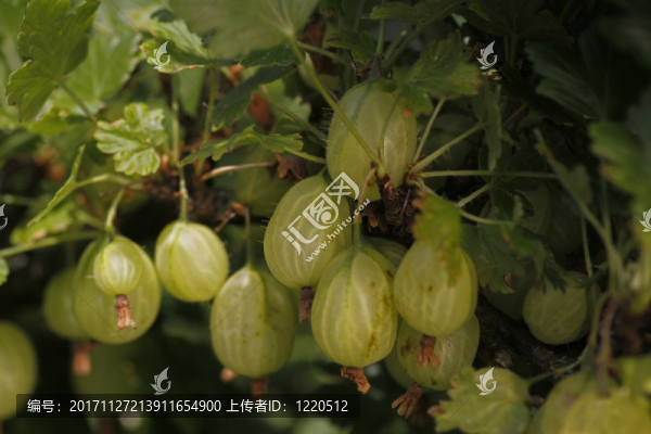 醋栗