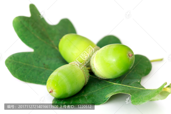 年輕的橡子