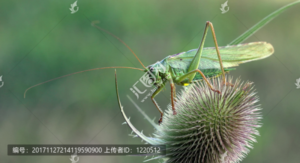 偉大的綠色布什板球
