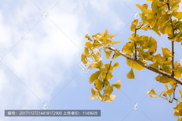 銀杏葉