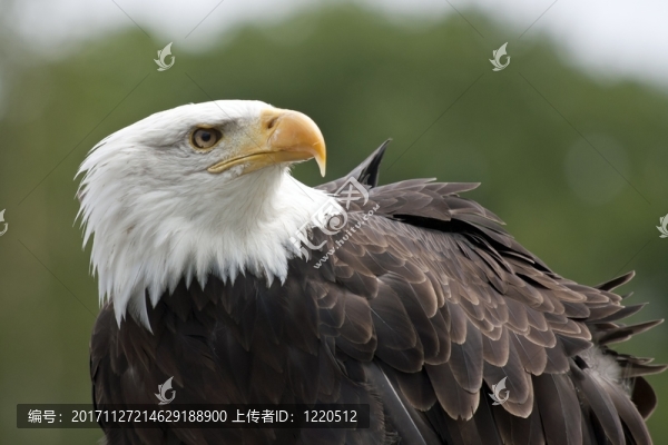 禿鷹