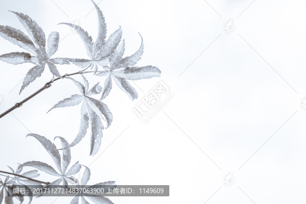 黑白楓葉