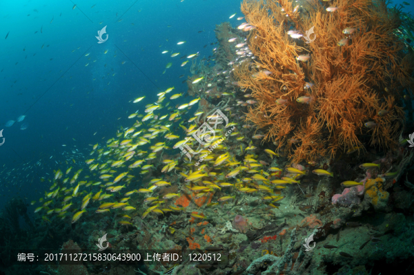 魚