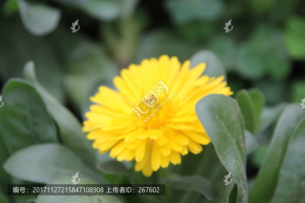 花朵