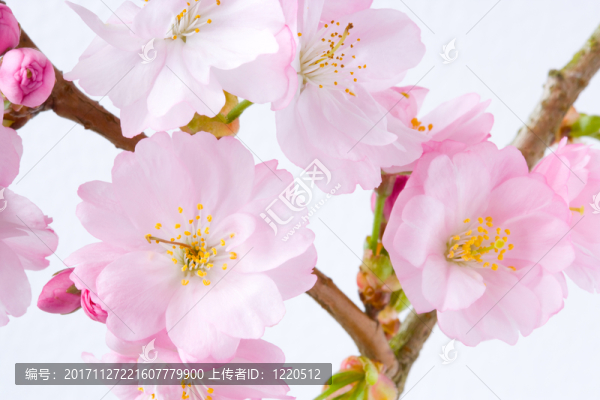 樹