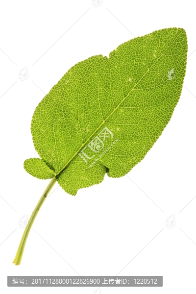 達(dá)爾馬提亞鼠尾草
