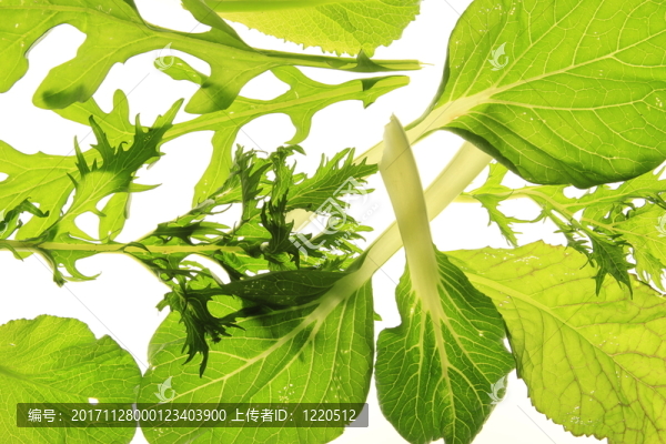 亞洲的