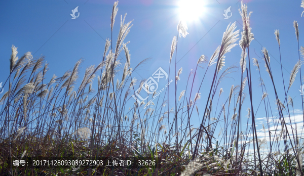 逆光蘆花