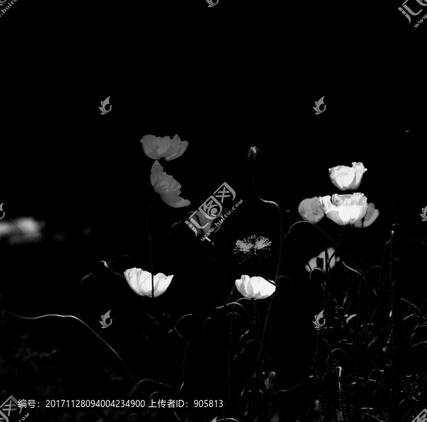 黑白花