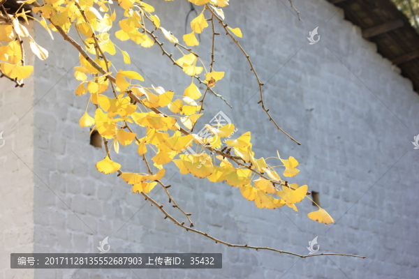 銀杏葉景觀特寫