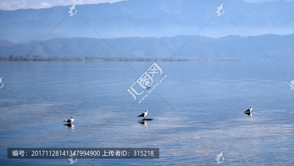 三只海鷗