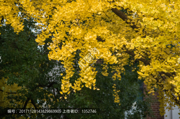 銀杏樹