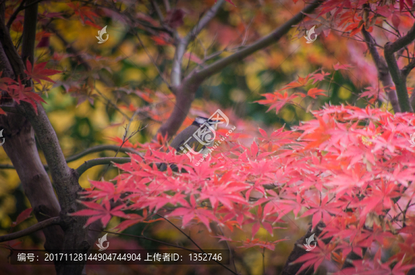 紅楓葉