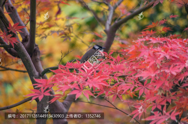 紅楓葉