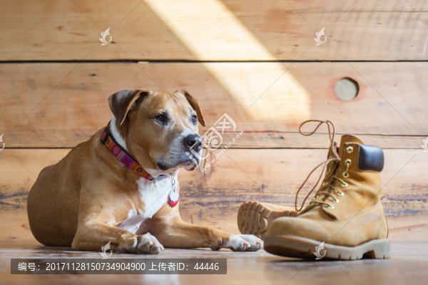 比特犬