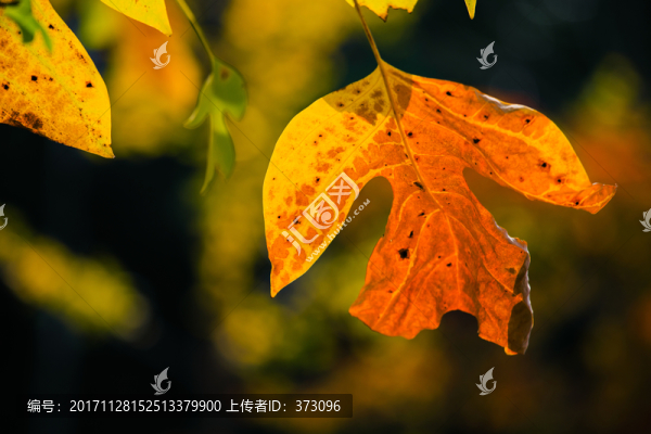 鵝掌楸黃葉子