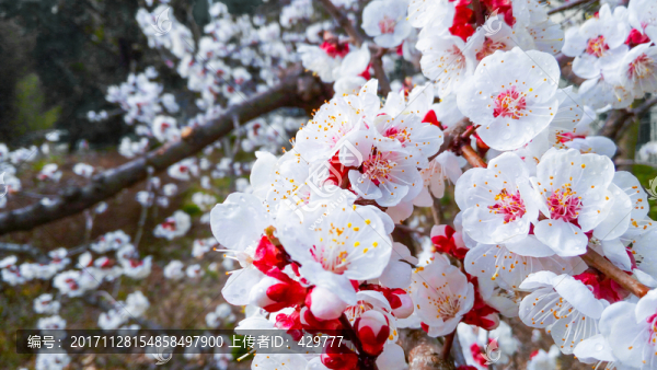 杏樹花,,花團(tuán)錦簇