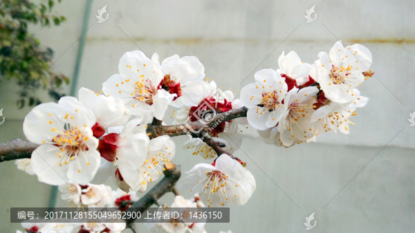杏花